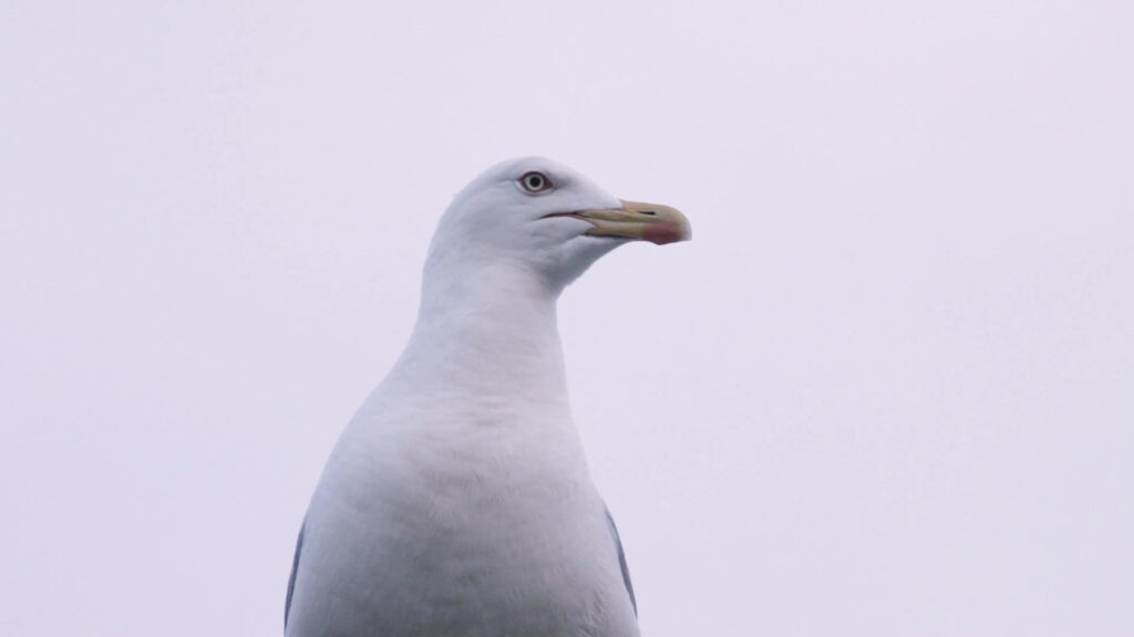 Nahaufnahme einer Möwe
