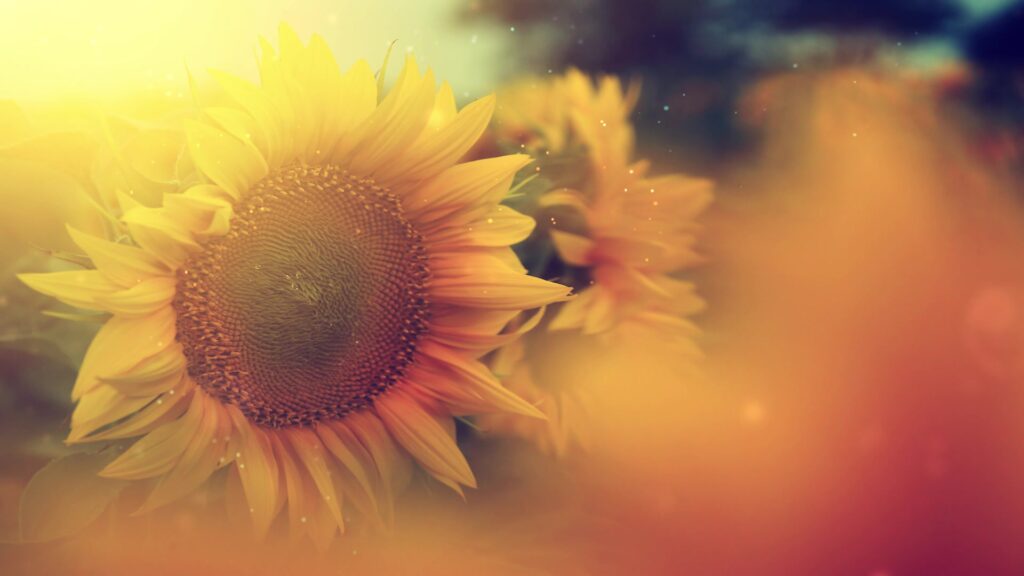 Sonnenblumen